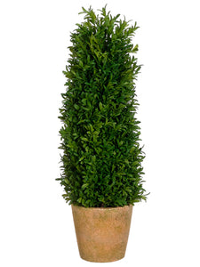 24" Tea Leaf Cone Topiary in Terra Cotta Pot in Re-Shippable Box Green (pack of 1)