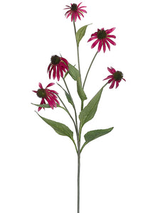 Rubrum
