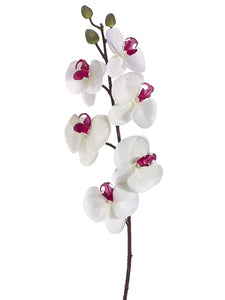 30" Phalaenopsis Orchid Spray  White Burgundy (pack of 6)