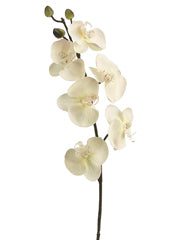 30" Phalaenopsis Orchid Spray  Cream (pack of 6)