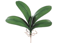 22" Large Phalaenopsis Orchid Leaf Plant w/5 Lvs.  (pack of 12)